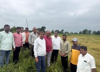 खेतों में बिछी धान की फसल देख किसानों का दर्द जाना, मुआवजे के लिए शहर कांग्रेस ने सौंपा ज्ञापन